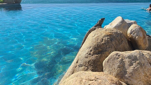 A clear blue pool with large rocks in the foreground and a view of the ocean in the background. - Luxurious Beachfront Resort Villa La Valencia Studio unit. Great views & dining. (San José del Cabo)