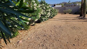 A gravel path leading to a building with a brick wall, surrounded by cacti and flowering plants. - Calm saguaro cacti house with palms and oleanders, chirping quails.  (Phoenix)