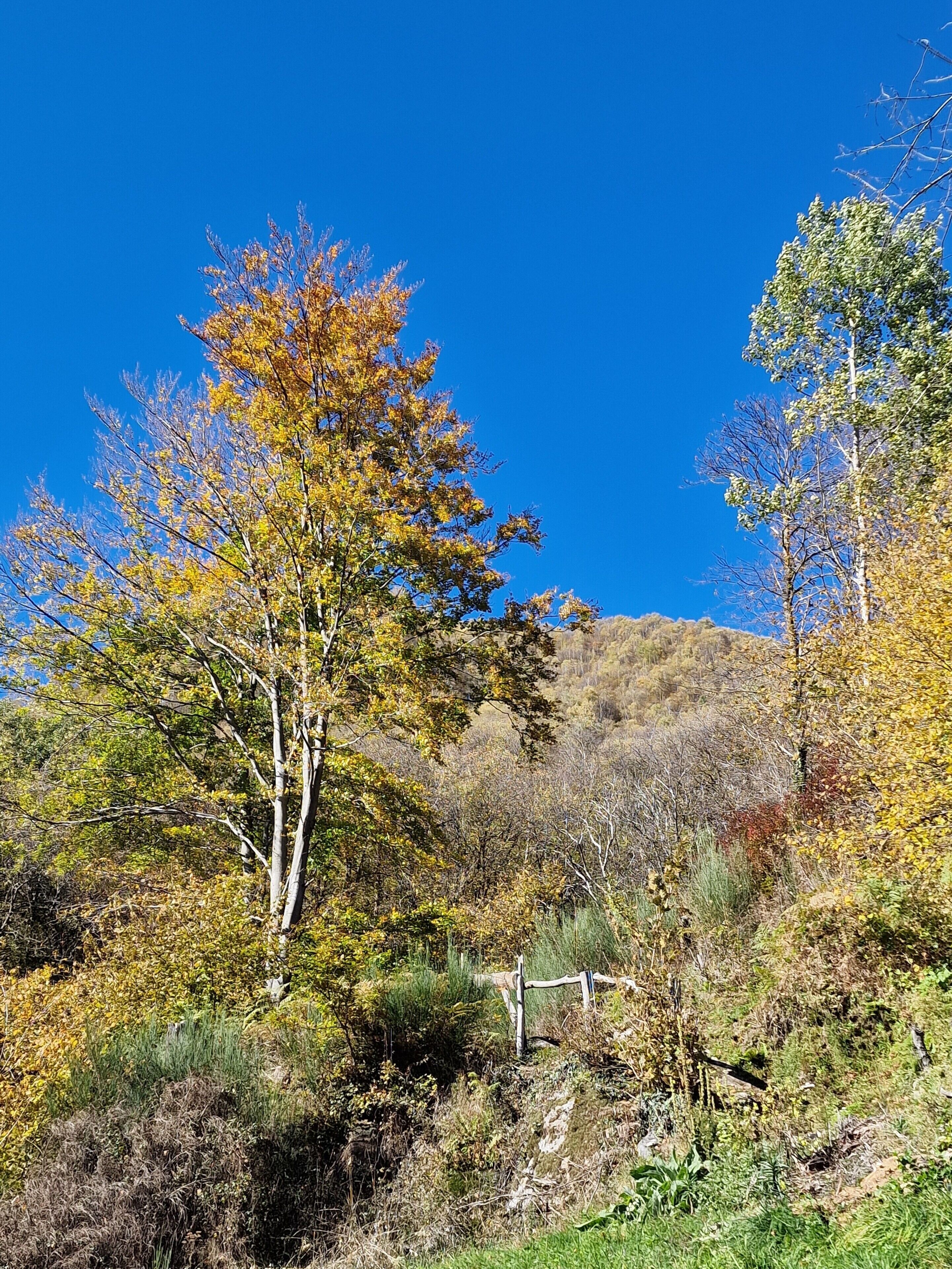 Eine natürliche Landschaft mit Bäumen und einem Zaun.