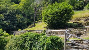 Eine steinerne Treppe mit Holzgeländer, umgeben von üppiger Vegetation und Bäumen.