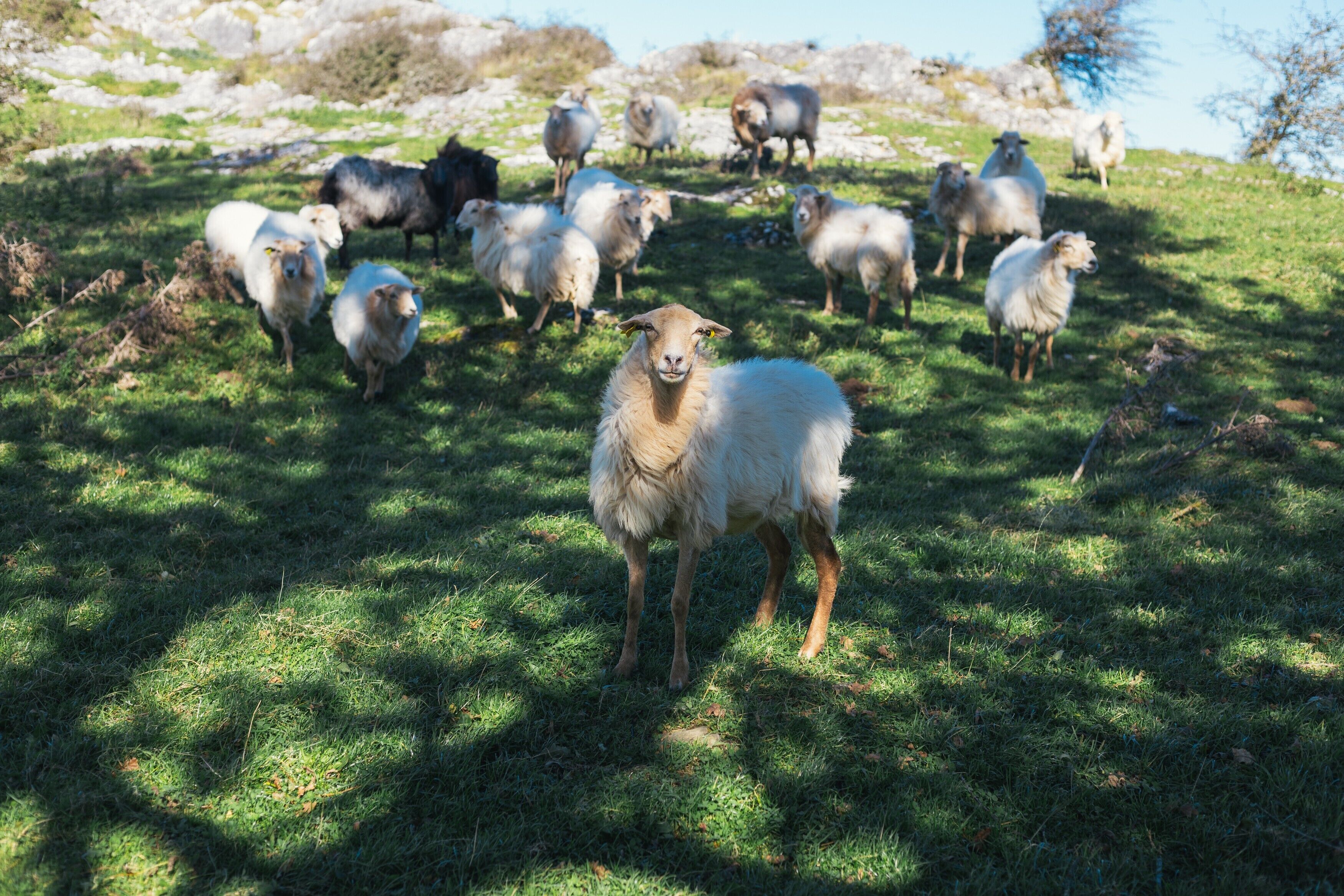 Un campo cubierto de hierba con un grupo de ovejas.