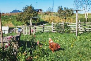 Paisagem rural com uma galinha, cerca de madeira e um banco de pedra.