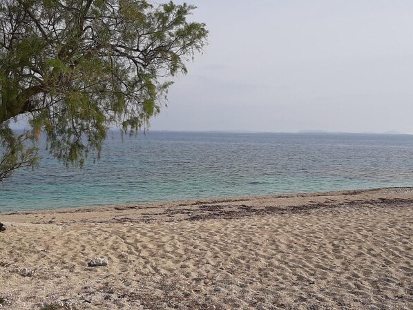 Une plage avec une eau claire, un rivage sablonneux et un arbre.