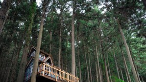 Een houten boomhut met balkon, omgeven door hoge dennenbomen in een bos.