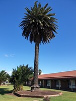 Una palmera alta en una zona ajardinada, con un edificio al fondo.
