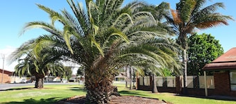 Finley Palm Motor Inn
