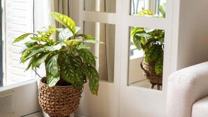 A cozy room with a large potted plant, a white ottoman, and a wooden side table. - Very bright. 1 bedroom Batignolles / Opera. (Paris)