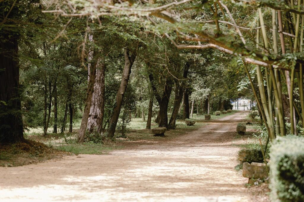 Ein bewaldeter Weg mit Bäumen und einem Feldweg.