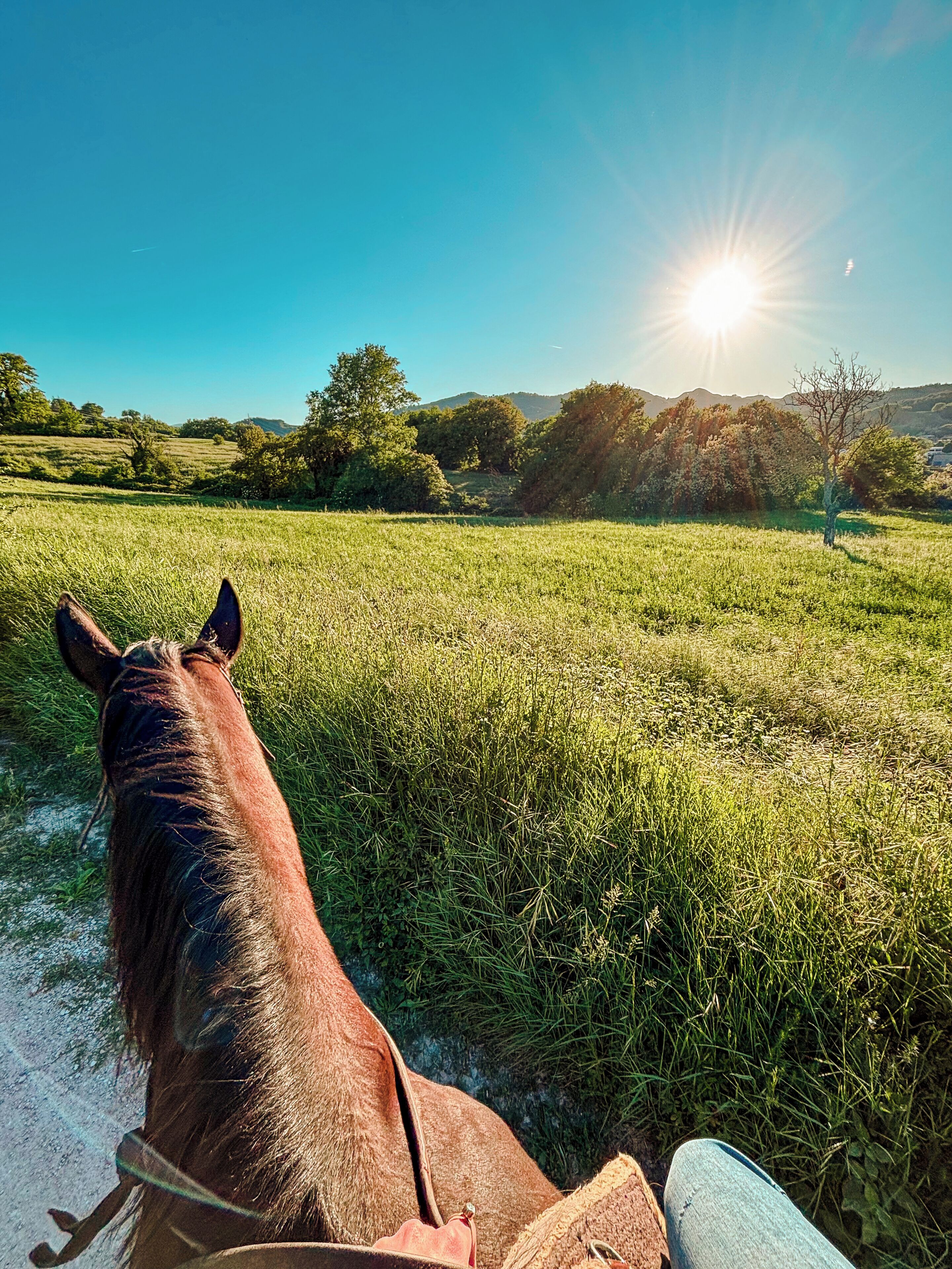 Un cheval dans un champ verdoyant, sous un ciel dégagé et ensoleillé.