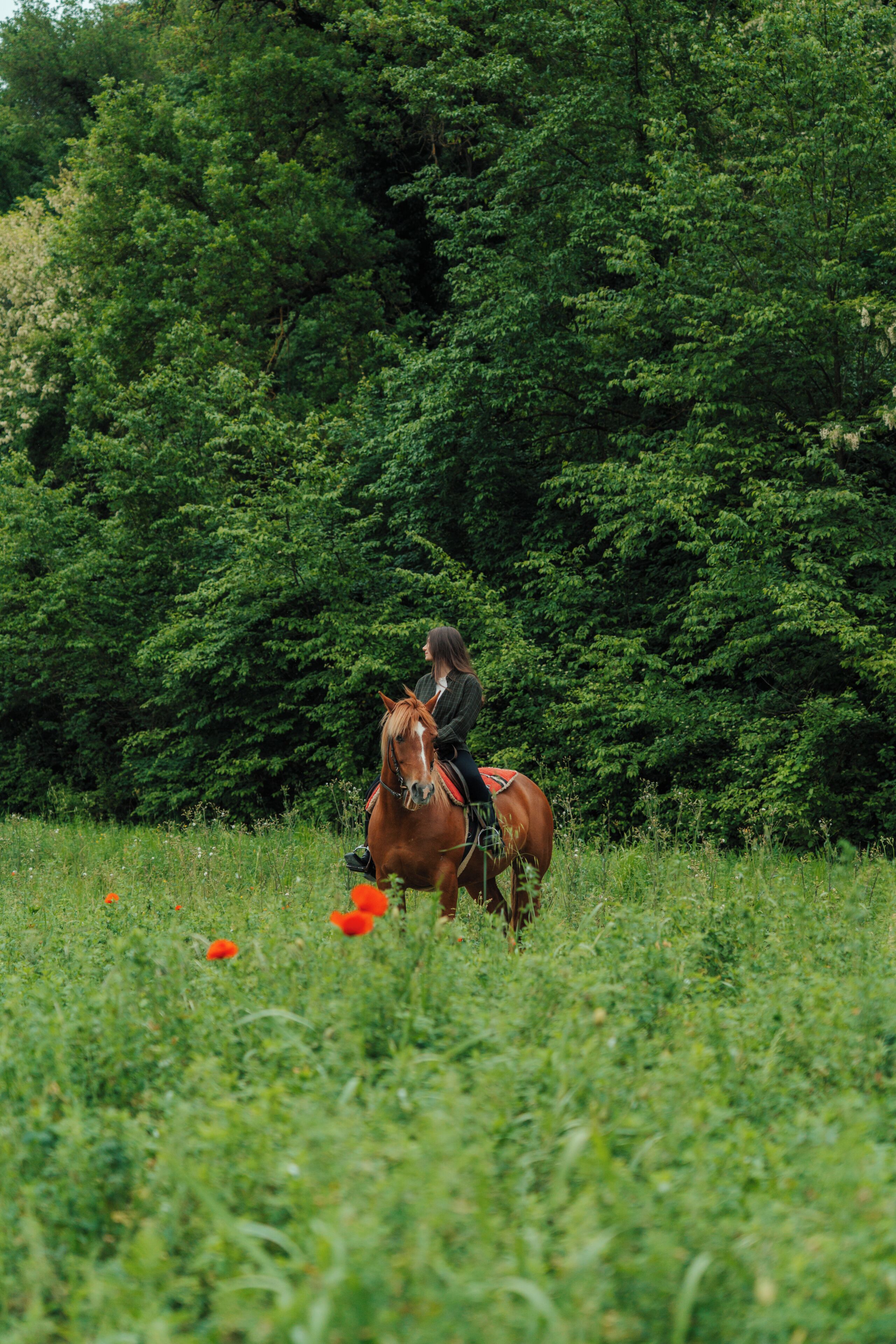 Eine Person reitet auf einem Pferd durch ein grasbewachsenes Feld, im Hintergrund dichtes Waldgebiet.