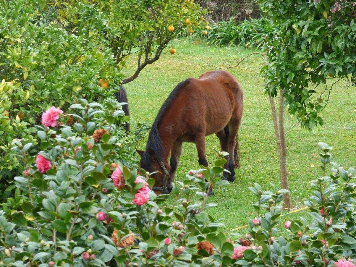 A horse grazing in a lush green field with dense foliage and flowering plants.