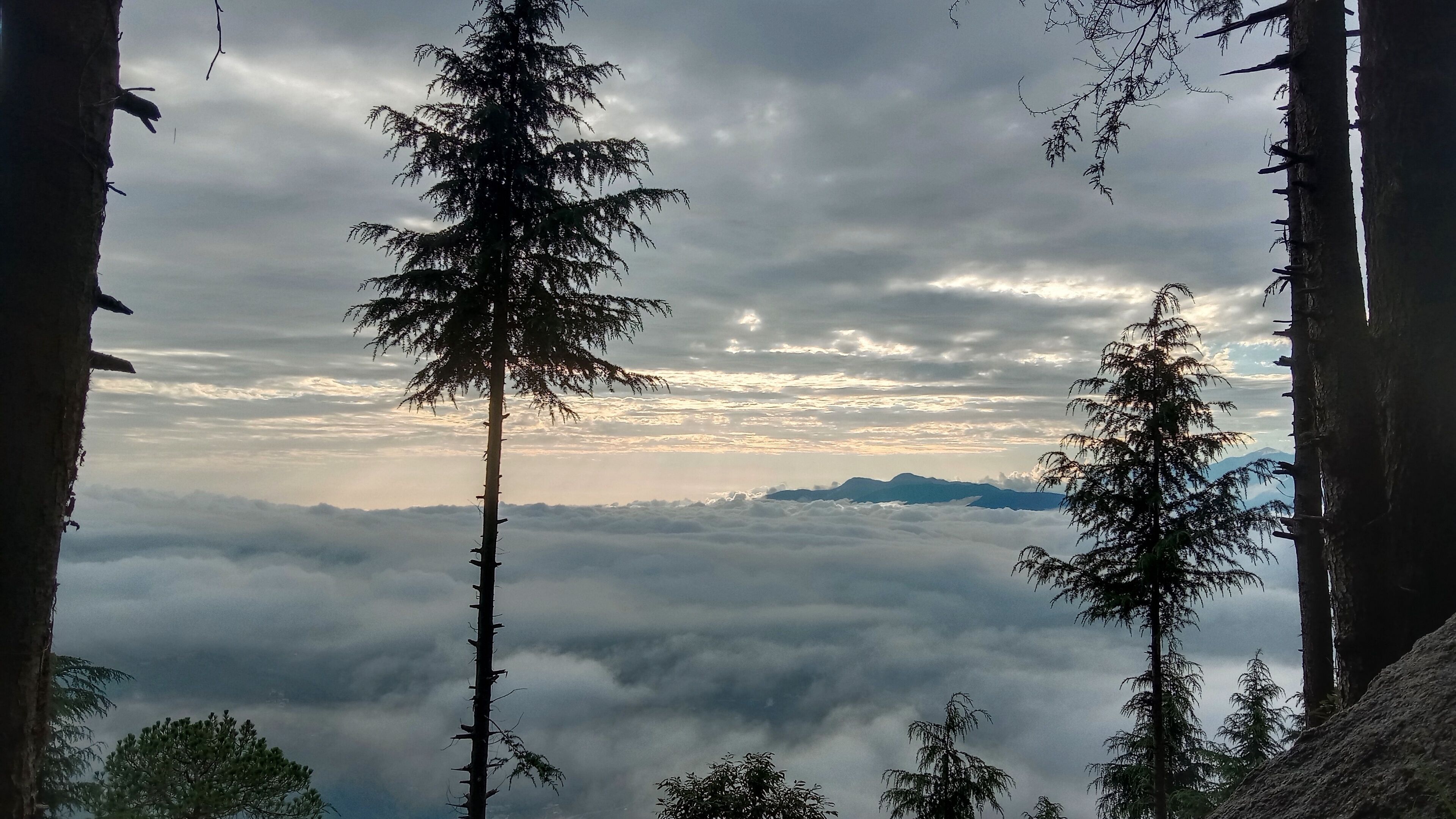 Een bebost berglandschap met hoge bomen en een uitzicht op bewolking.