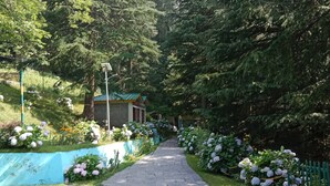 A paved pathway leading through a lush garden with dense trees and flowering plants. - Eva Cabins (Dalhousie)