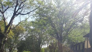 A pathway flanked by trees and grass, leading to a building with a stone facade. - Binga Rest Camp (Binga)