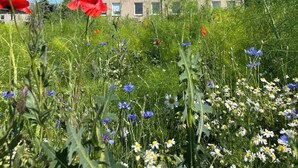 A building with a flat roof and multiple windows, surrounded by a field of wildflowers and greenery. - "MTS Haus - Zettemin" Family-friendly vacation apartments in Mecklenburg (Zettemin)