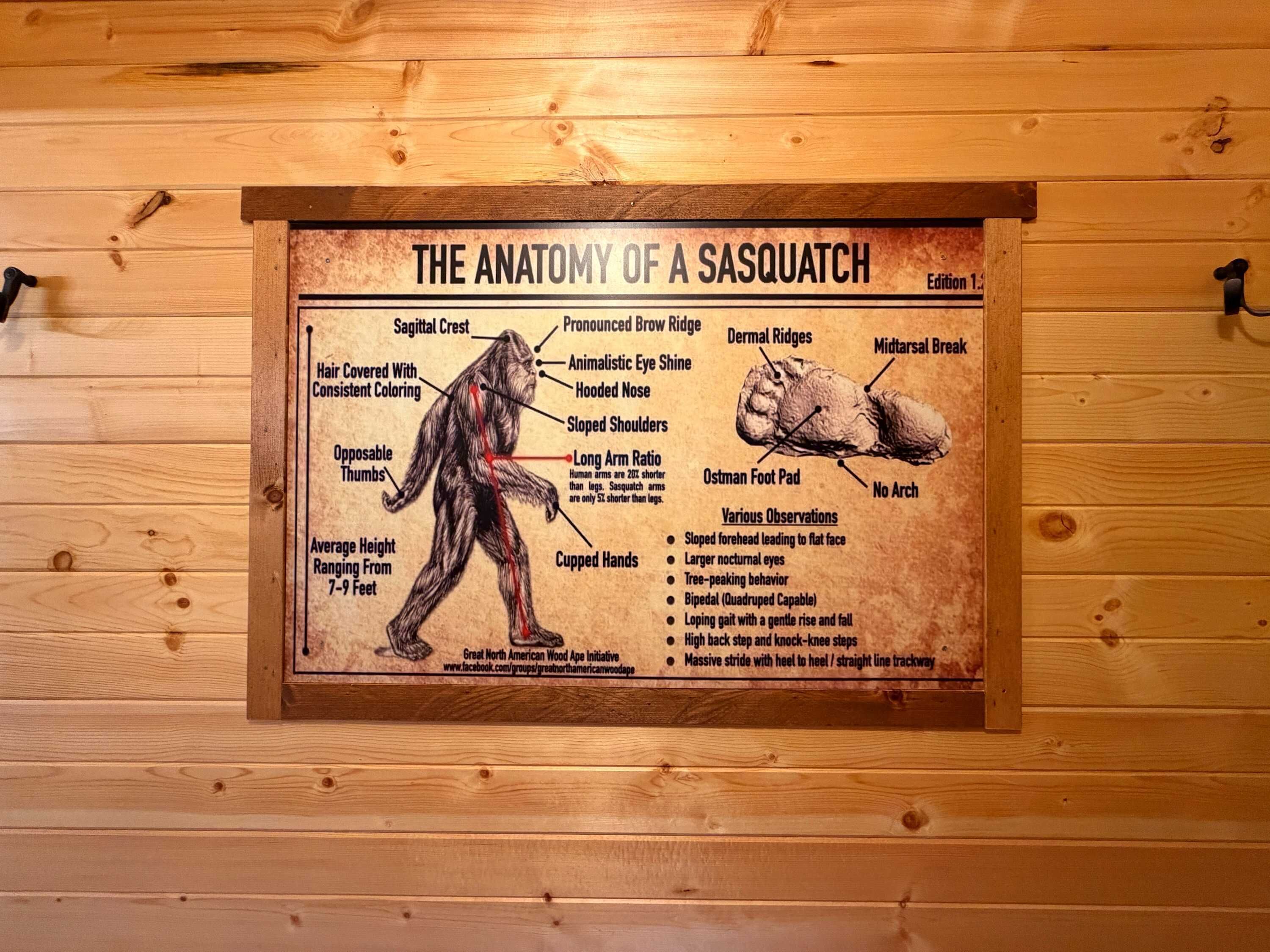 A wooden wall with a framed informational poster about the anatomy of a sasquatch.