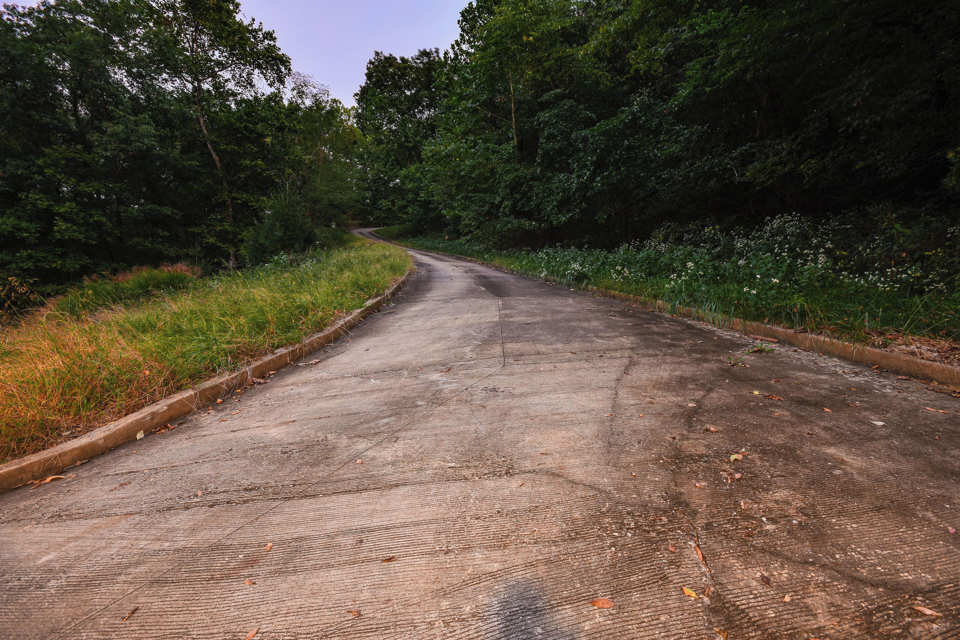 A rural road flanked by dense greenery and wildflowers.