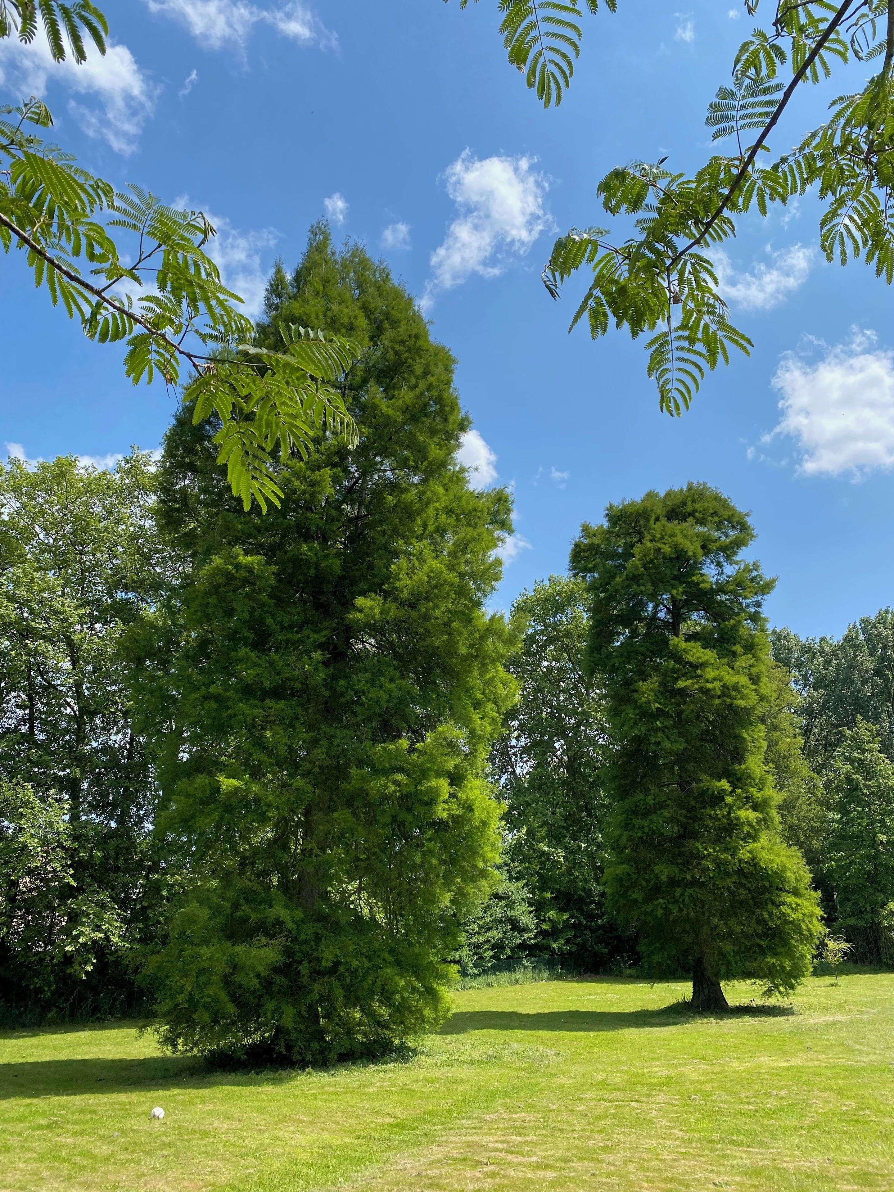 A park with tall trees and a clear blue sky.