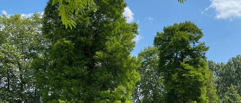 A park with tall trees and a clear blue sky.