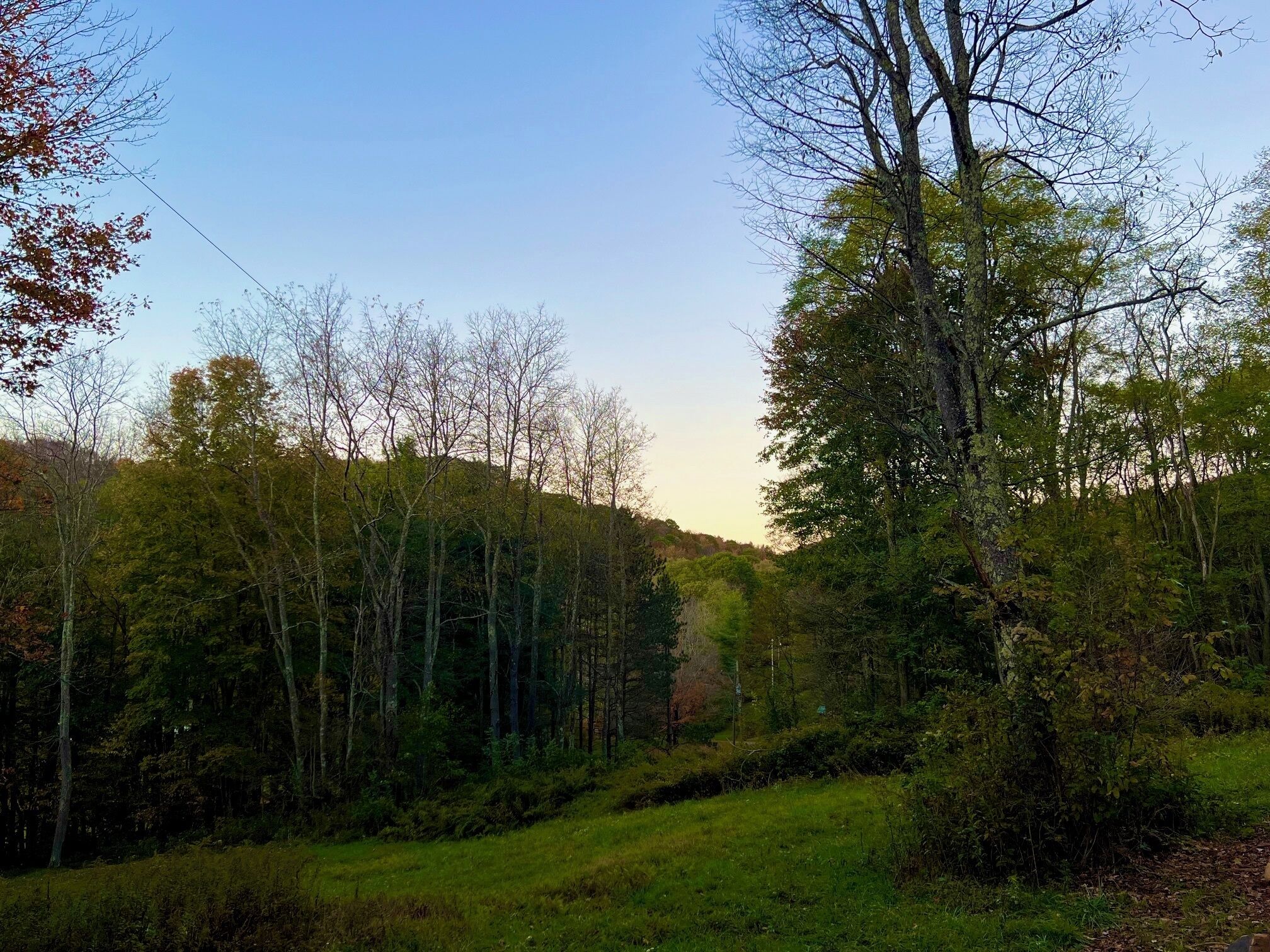 A forested area with a clear sky.