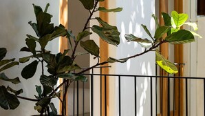 A potted plant with broad leaves in a textured pot, positioned near a metal fence with a building in the background. - Boho Chic Oasis: 2BR + Family Room in Zona Colonial (SANTO DOMINGO)