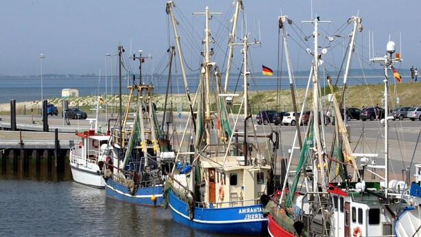 Flere fiskebåde ligger til kaj i en lysthavn med fri udsigt over havet og en grøn areal i baggrunden.
