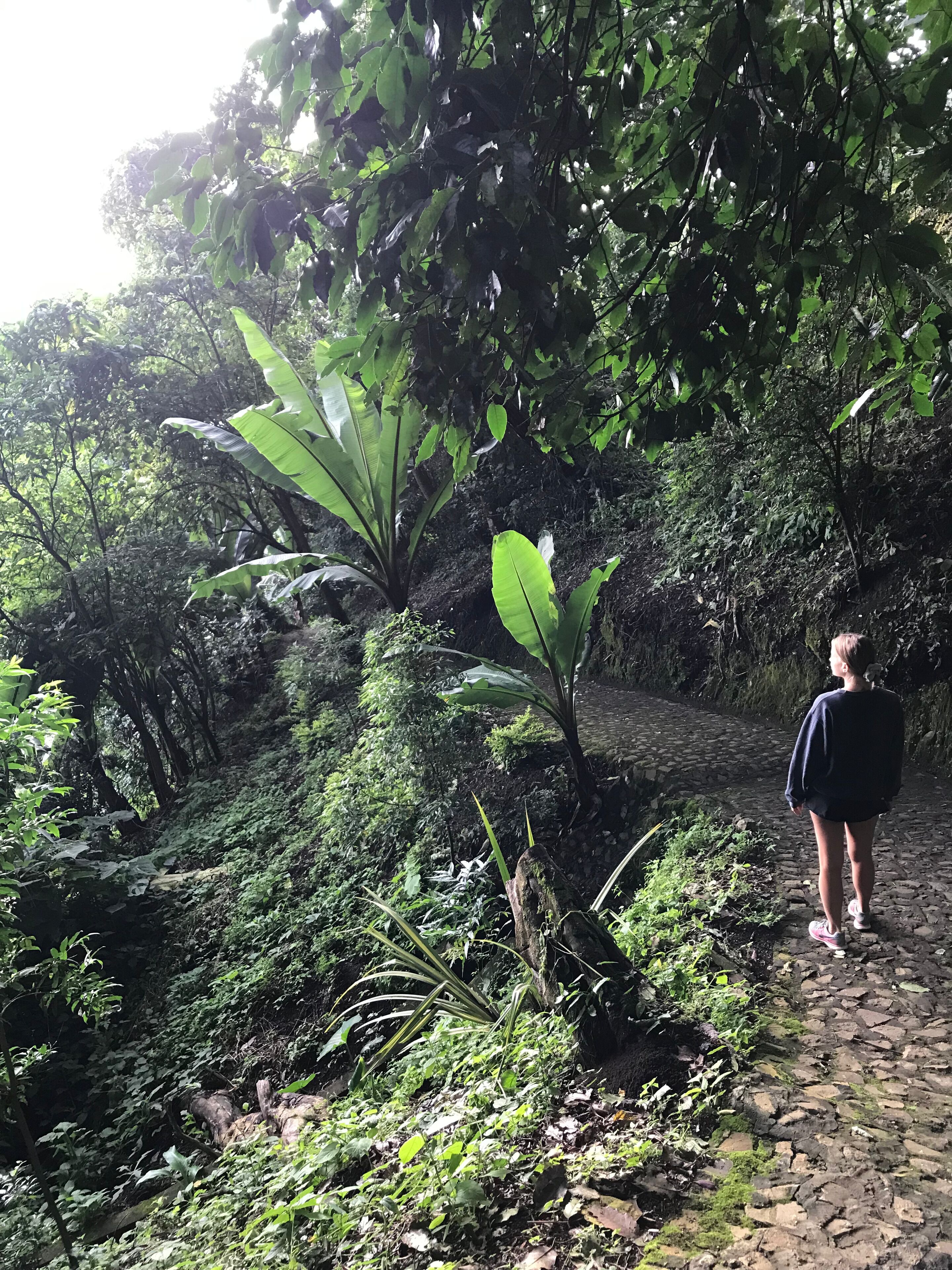 Une personne se tient sur un chemin de pierre, entourée d’une végétation luxuriante et d’arbres.