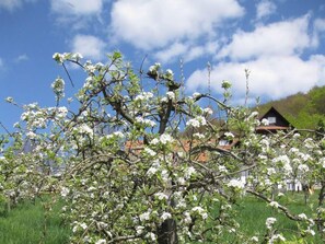 Ferienhaus | Unterkunftsgelände