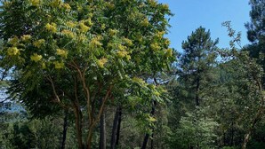 A gravel area with trees and a clear blue sky.