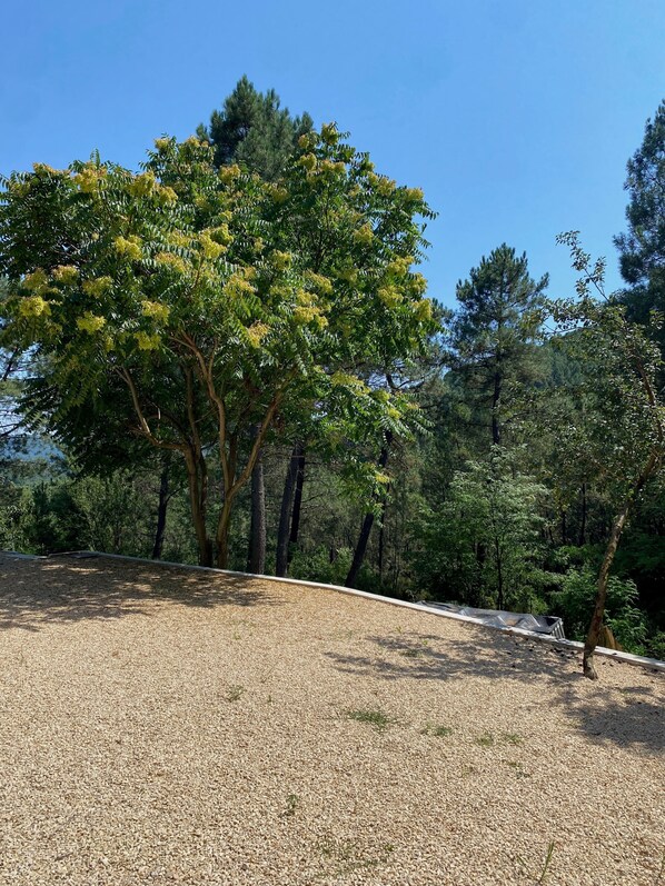A gravel area with trees and a clear blue sky.