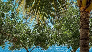 A wooden deck with two lounge chairs and a bench, overlooking a body of water. - Nochtli Beach House (Playas Negras)