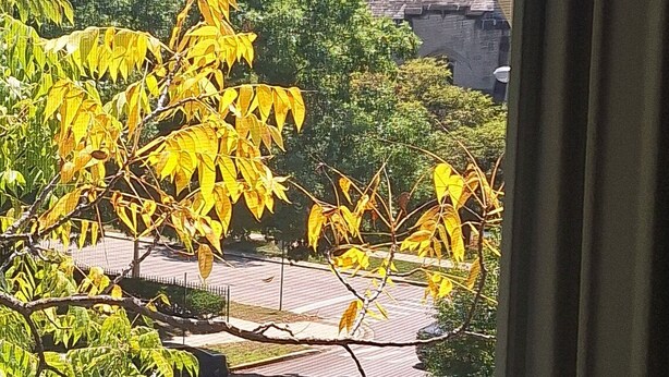 A view of a historic building with a prominent tower, seen through a window with a view of trees and a building in the foreground. - The Oak Park Loft, Including Garage (Oak Park)