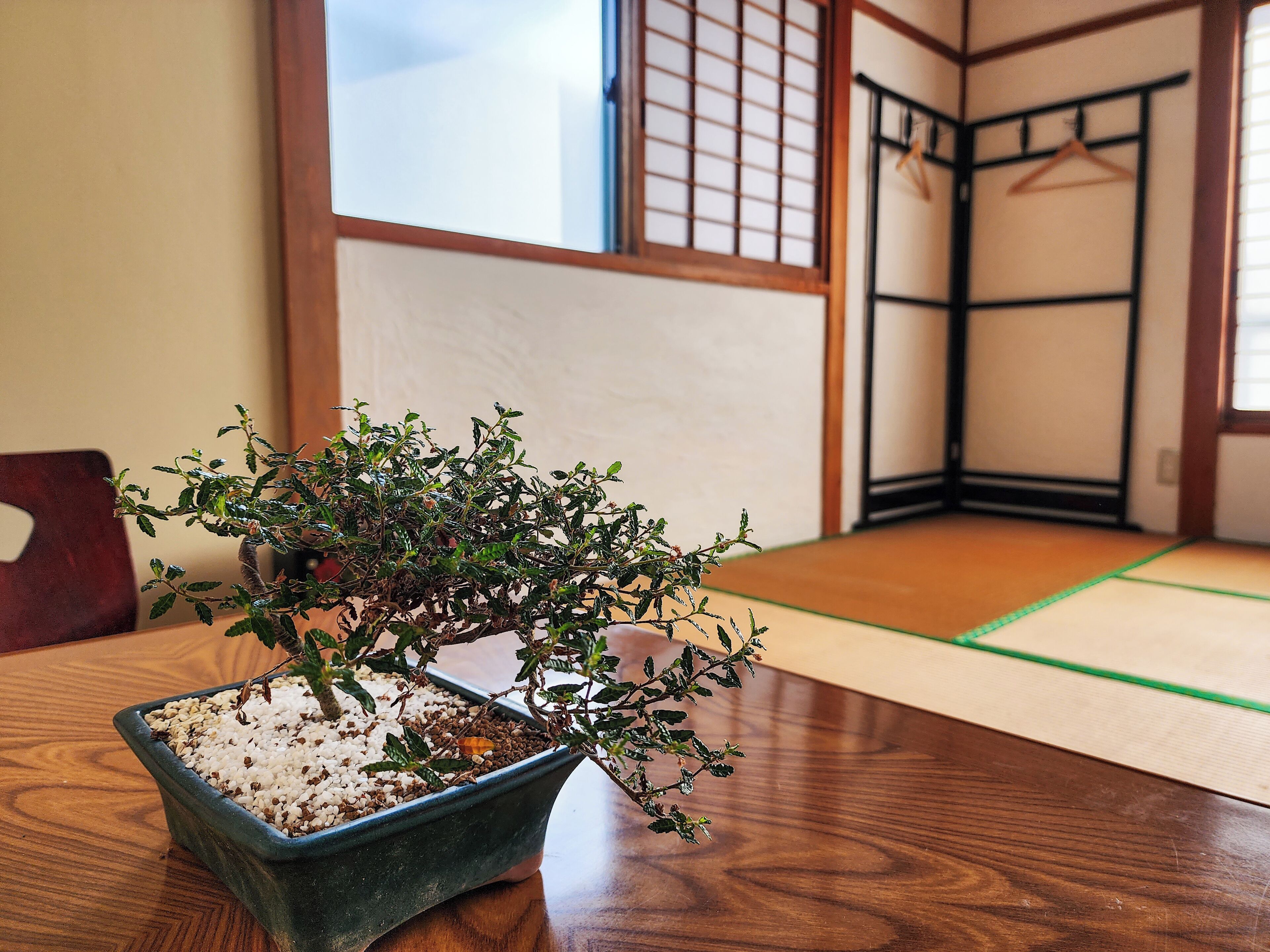 A traditional Japanese room with tatami flooring, a shoji screen, and a bonsai plant on a wooden table.
