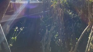 A view of a garden with trees and plants, a wooden structure, and a clear sky. - Laguna Glamping (La Calera)