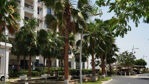 A street with palm trees, a fountain, and a building with balconies.