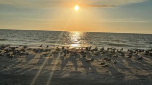 A beach with seagulls and the sun setting over the ocean. - Comfortable 3-Bedroom Home – Sleeps 7 – Perfect for Vacation in Nokomis, FL (Nokomis)