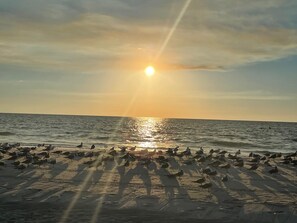 Camastros y toallas de playa