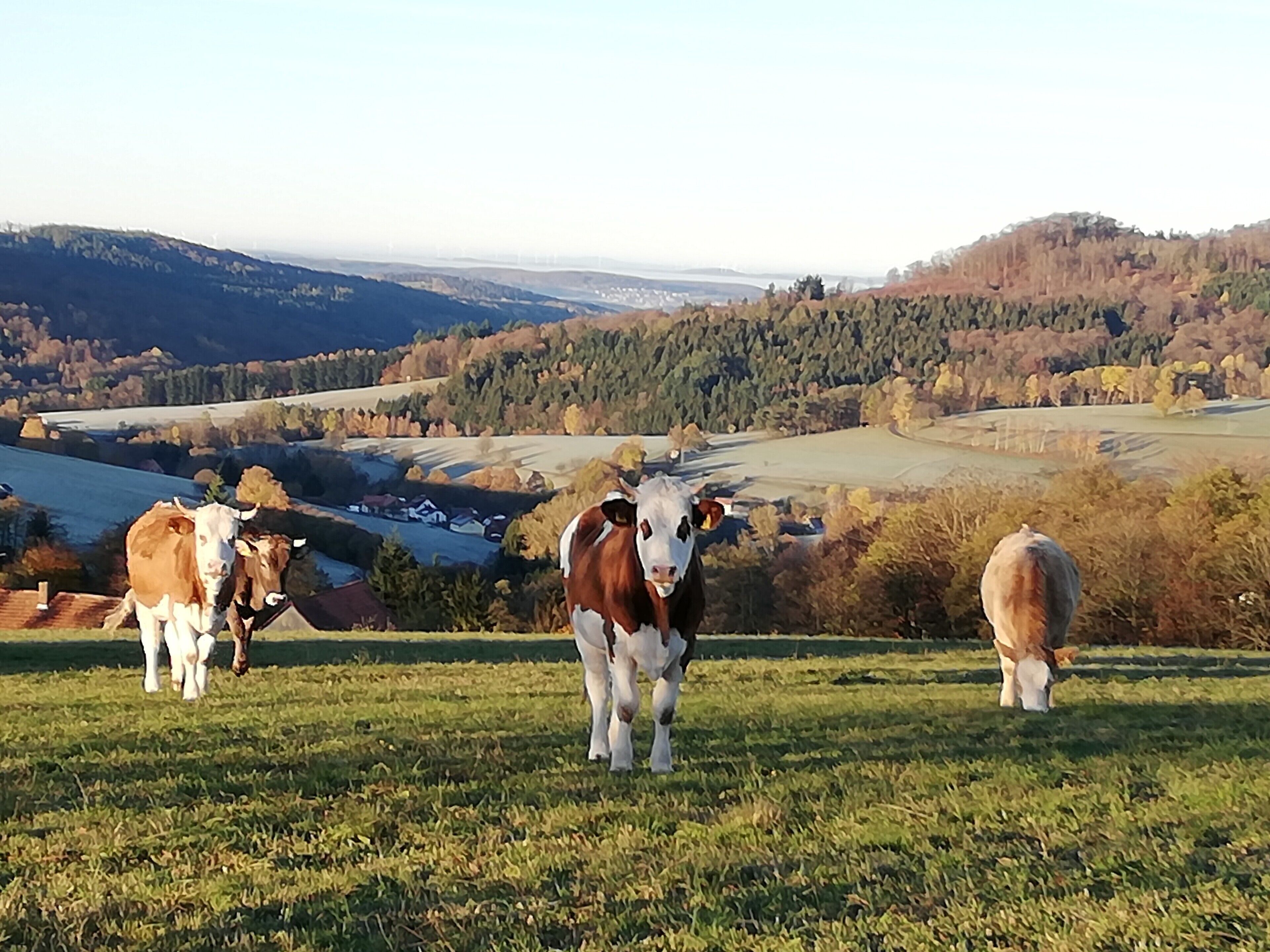 Paesaggio rurale con mucche al pascolo in un prato erboso, circondato da colline e un corso d'acqua all'orizzonte.
