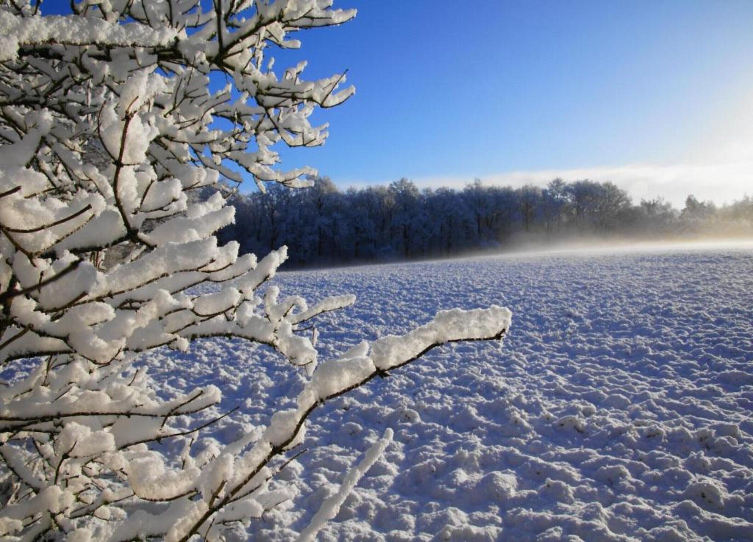 A snowy landscape with a clear sky and a forest in the background.