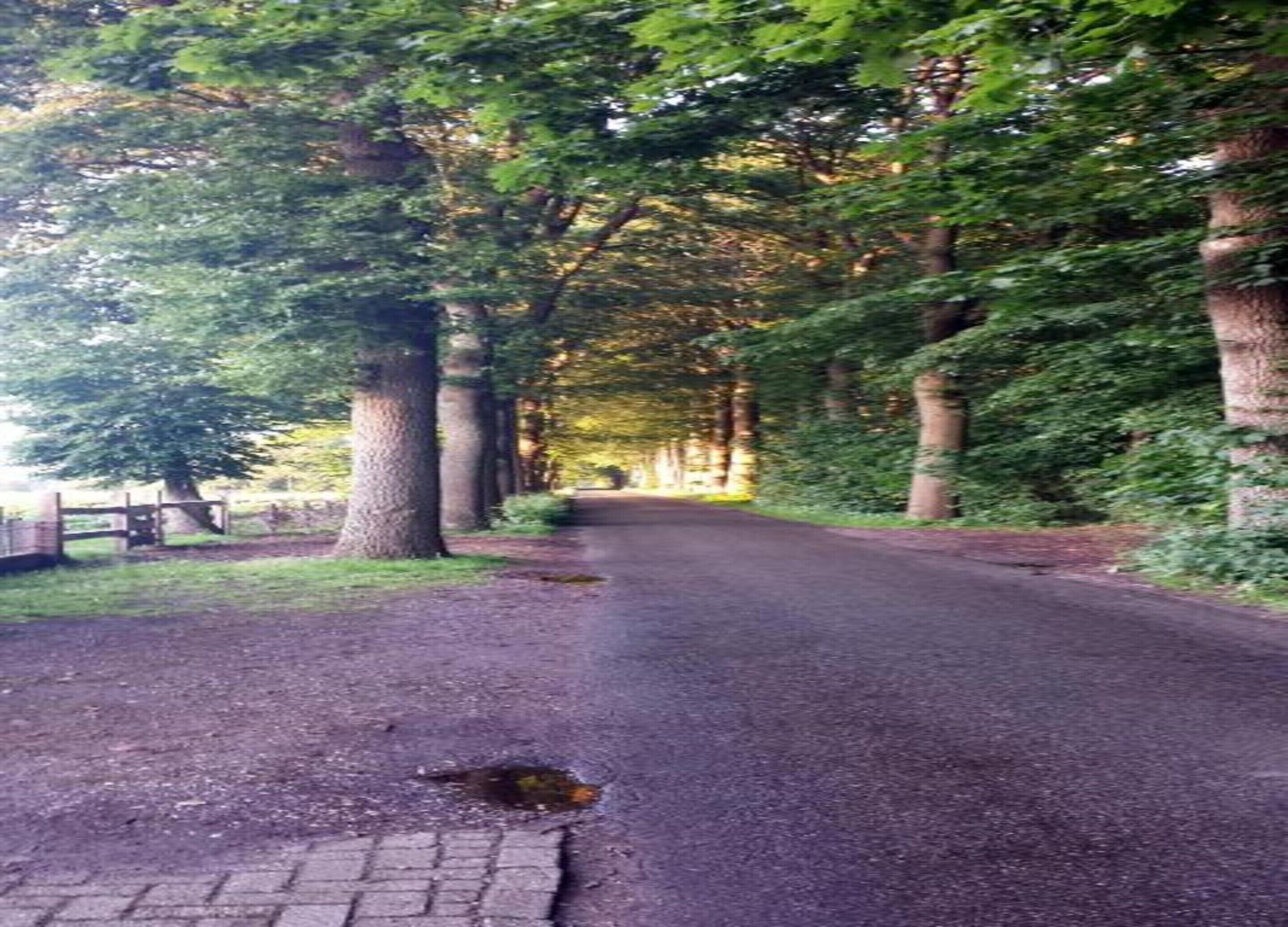 A paved road flanked by trees and a wooden fence.