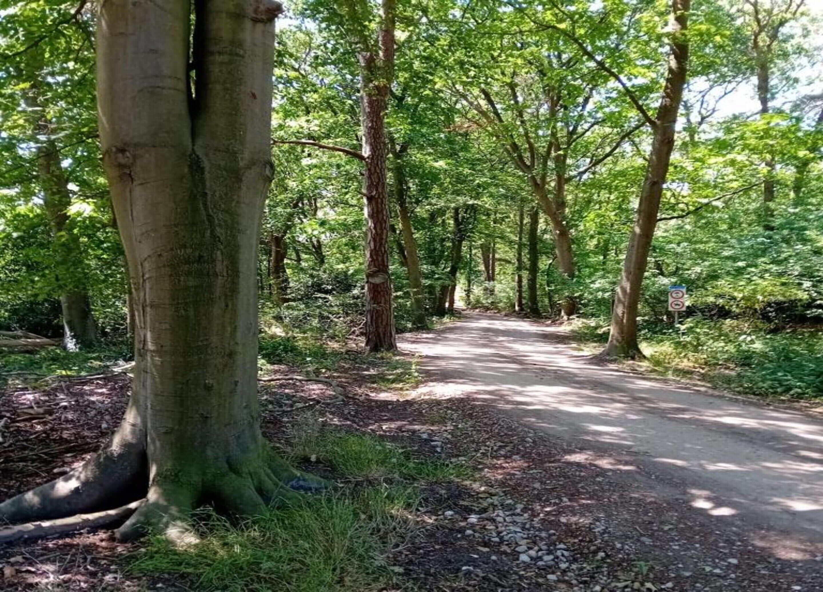A forested path with tall trees and a dirt road.
