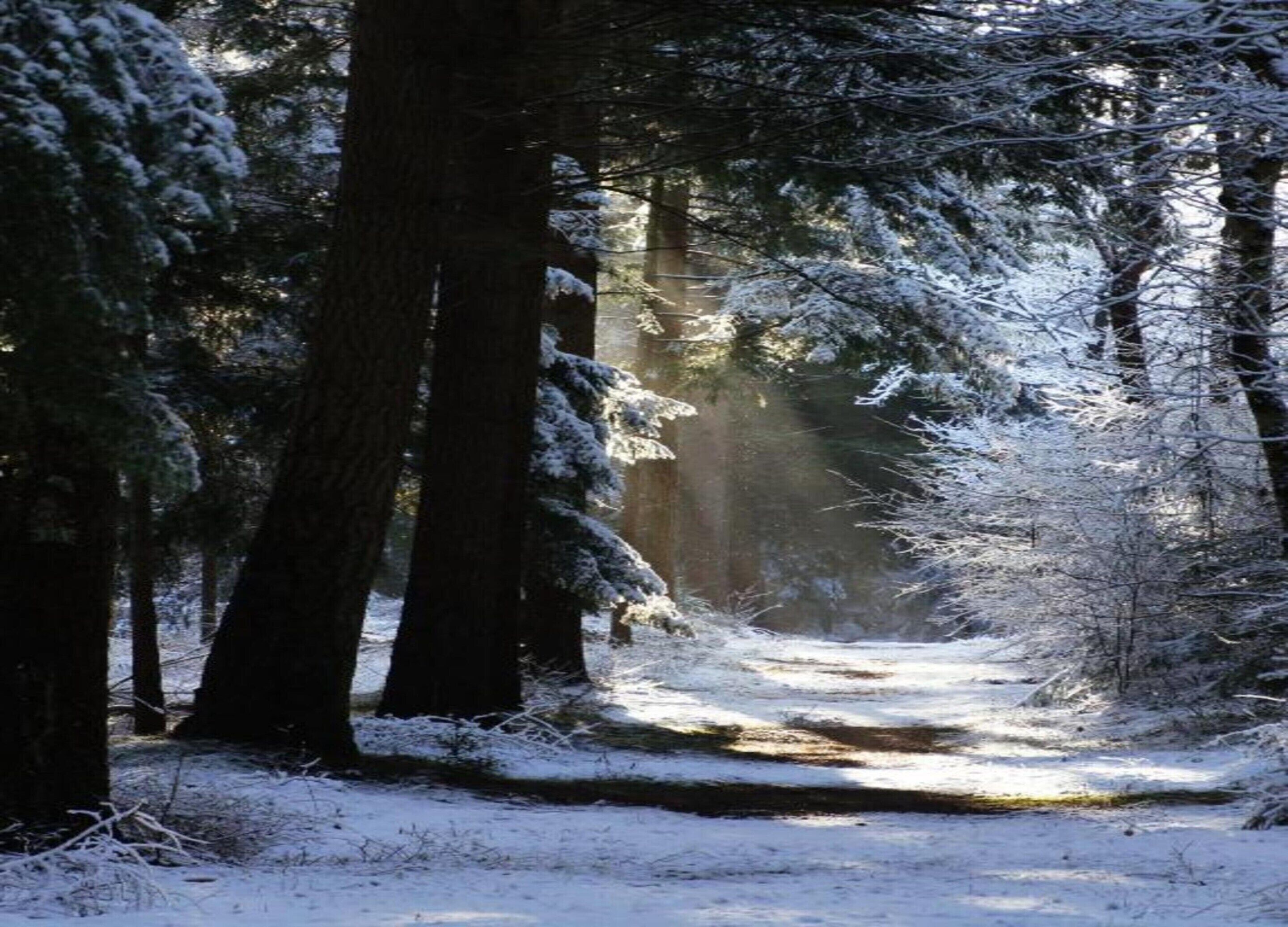 A snow-covered forest path with tall trees and sunlight filtering through.