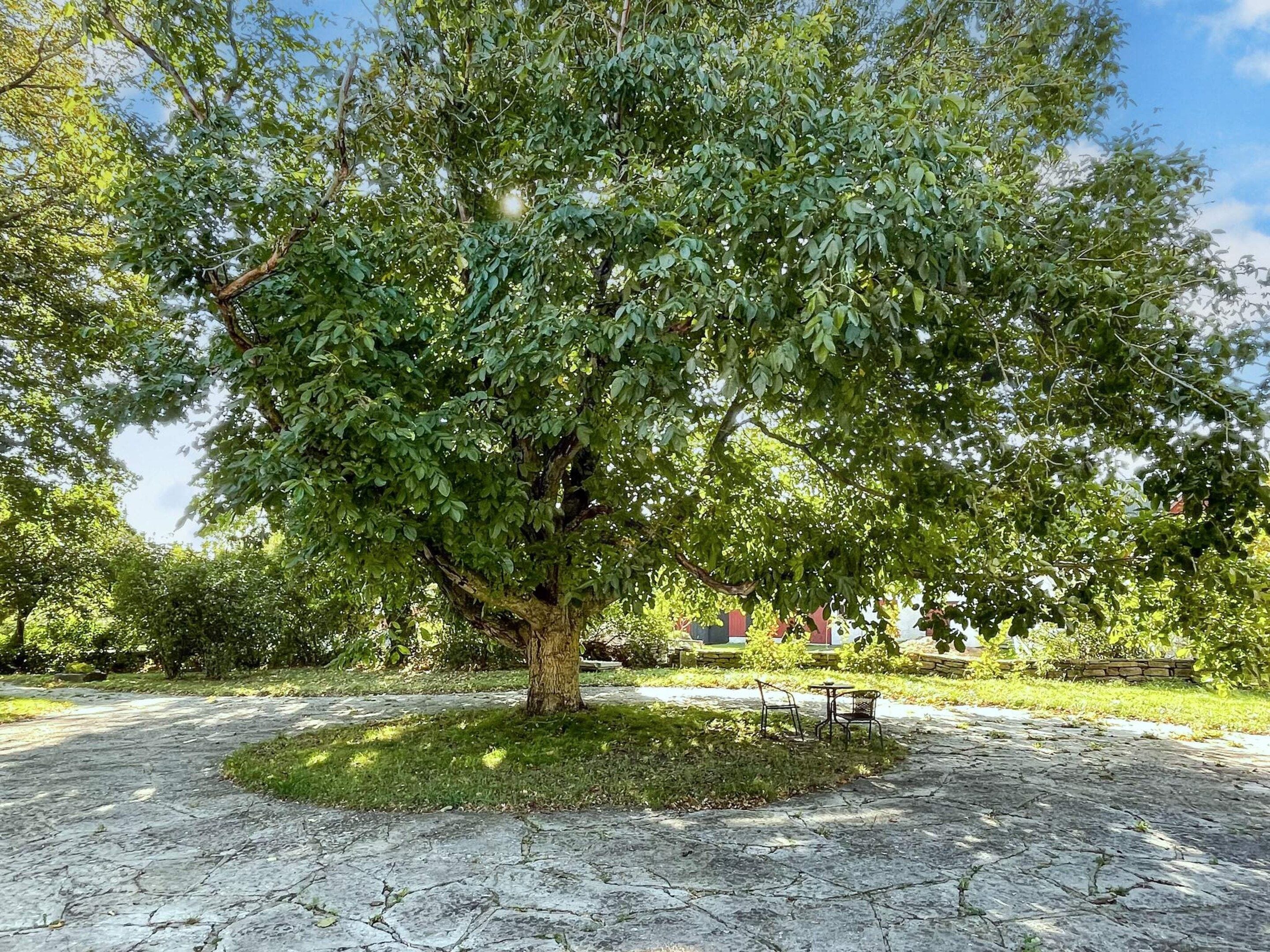 Un árbol con un pavimento de piedra circular a su alrededor.