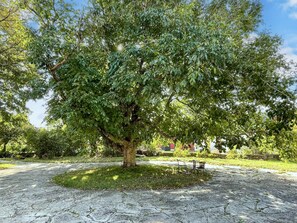 Un arbre amb un paviment de pedra circular al seu voltant.