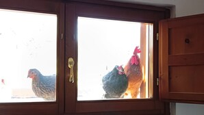 Une fenêtre en bois avec deux poules à l’intérieur.