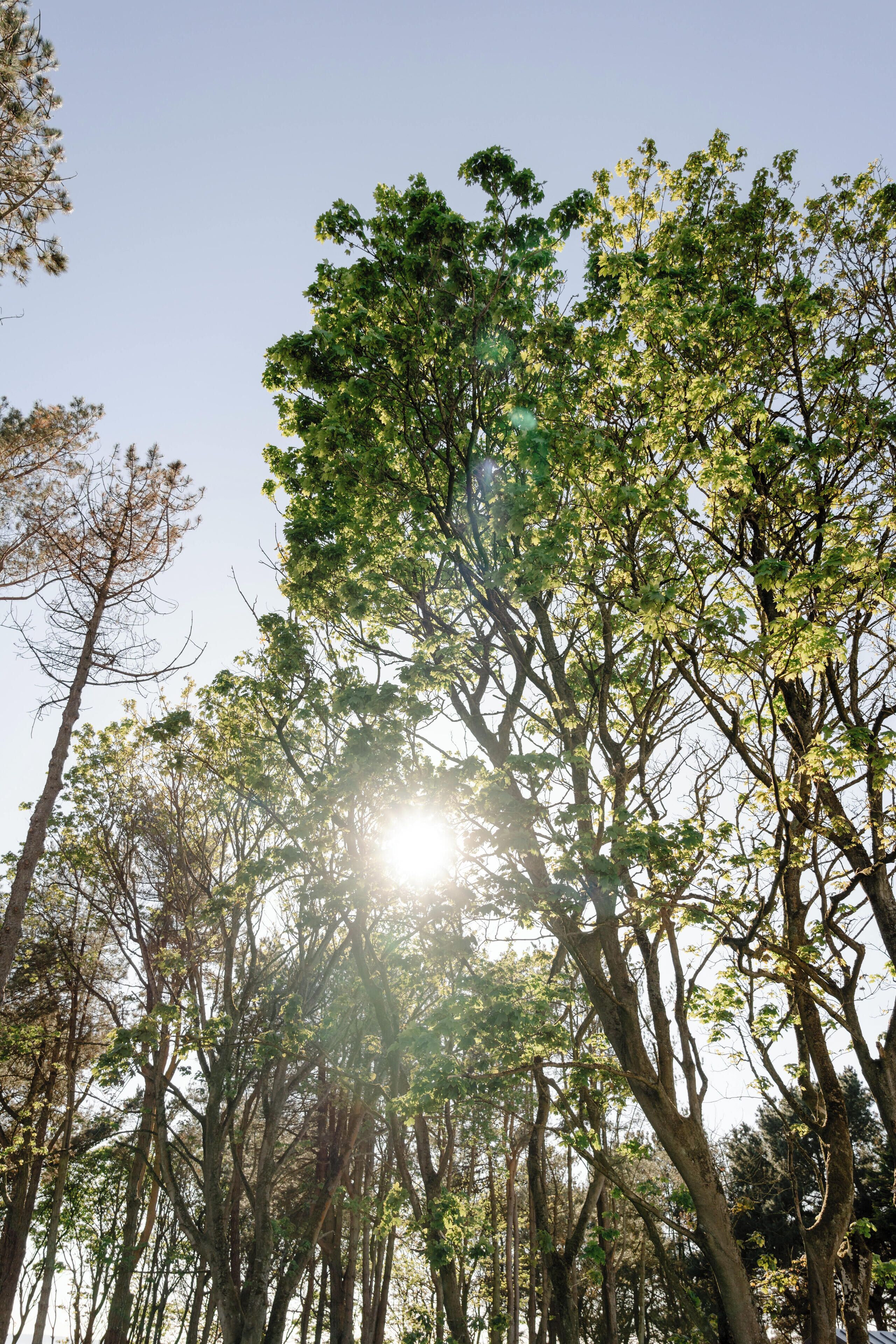 A dense forest with tall trees and sunlight filtering through the canopy.