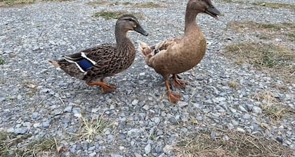 Cozy campground, FHU, large rv gravel pad, sunset views, in relaxing Old Fort