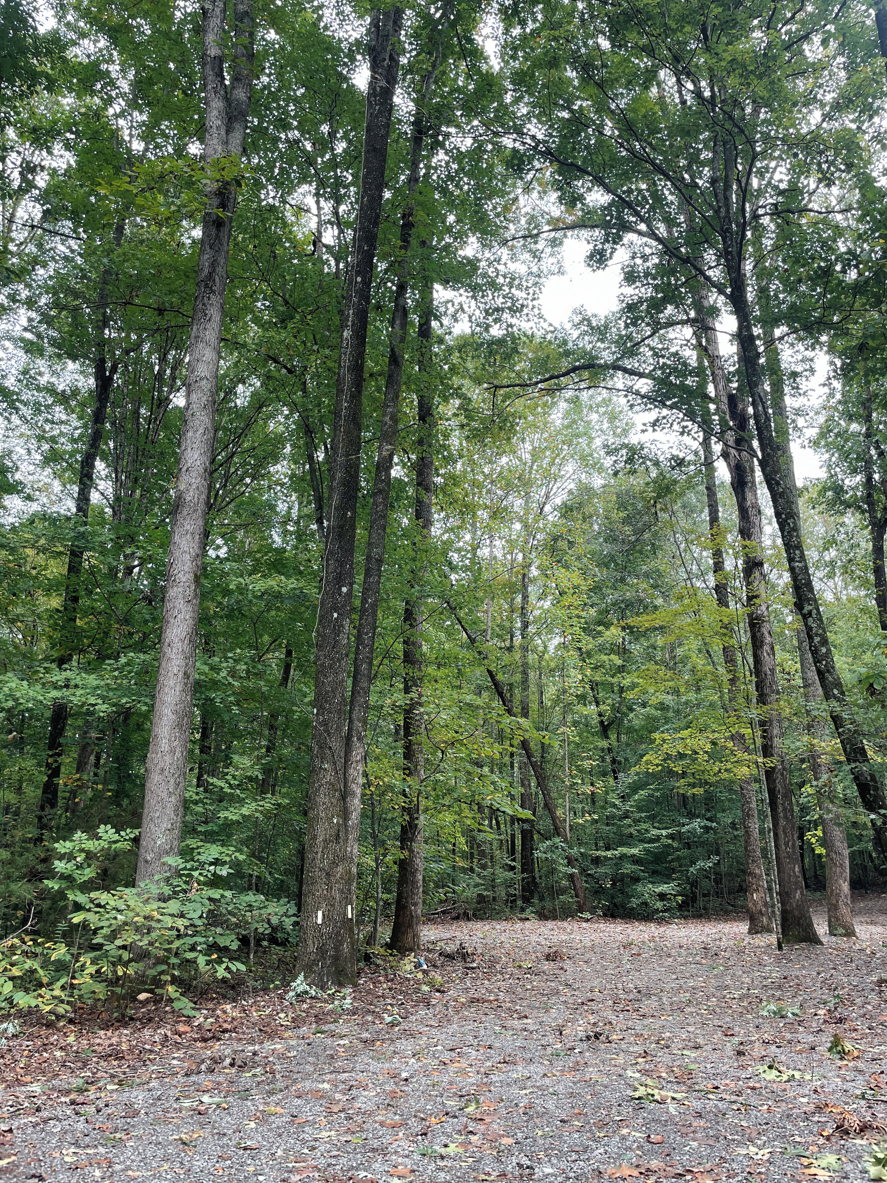 A forest with tall trees and a gravel path.