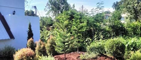 Puutarha