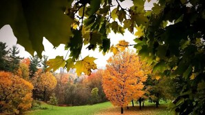 Ein Park mit einer Rasenfläche, Bäumen im Herbstlaub und einer Person, die spazieren geht.